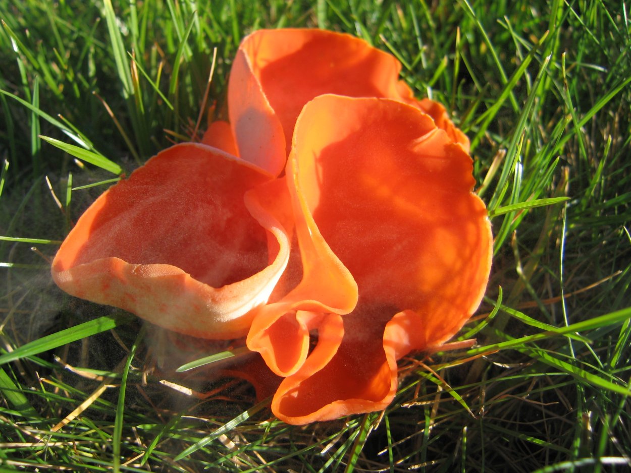 Aleuria aurantia
