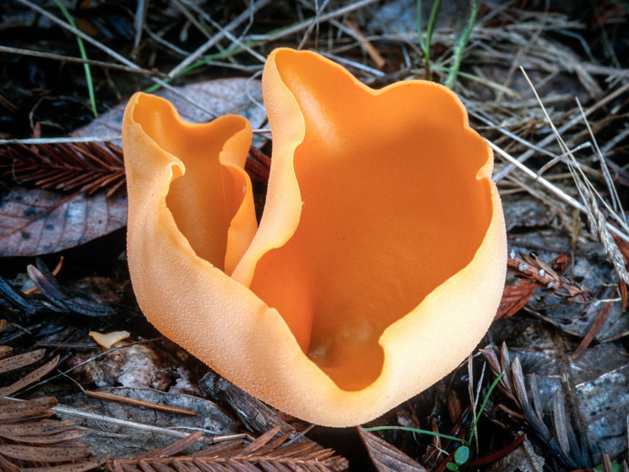 Алеврия оранжевая Aleuria aurantia