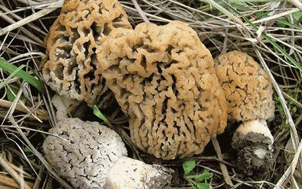 Гарашки грибы