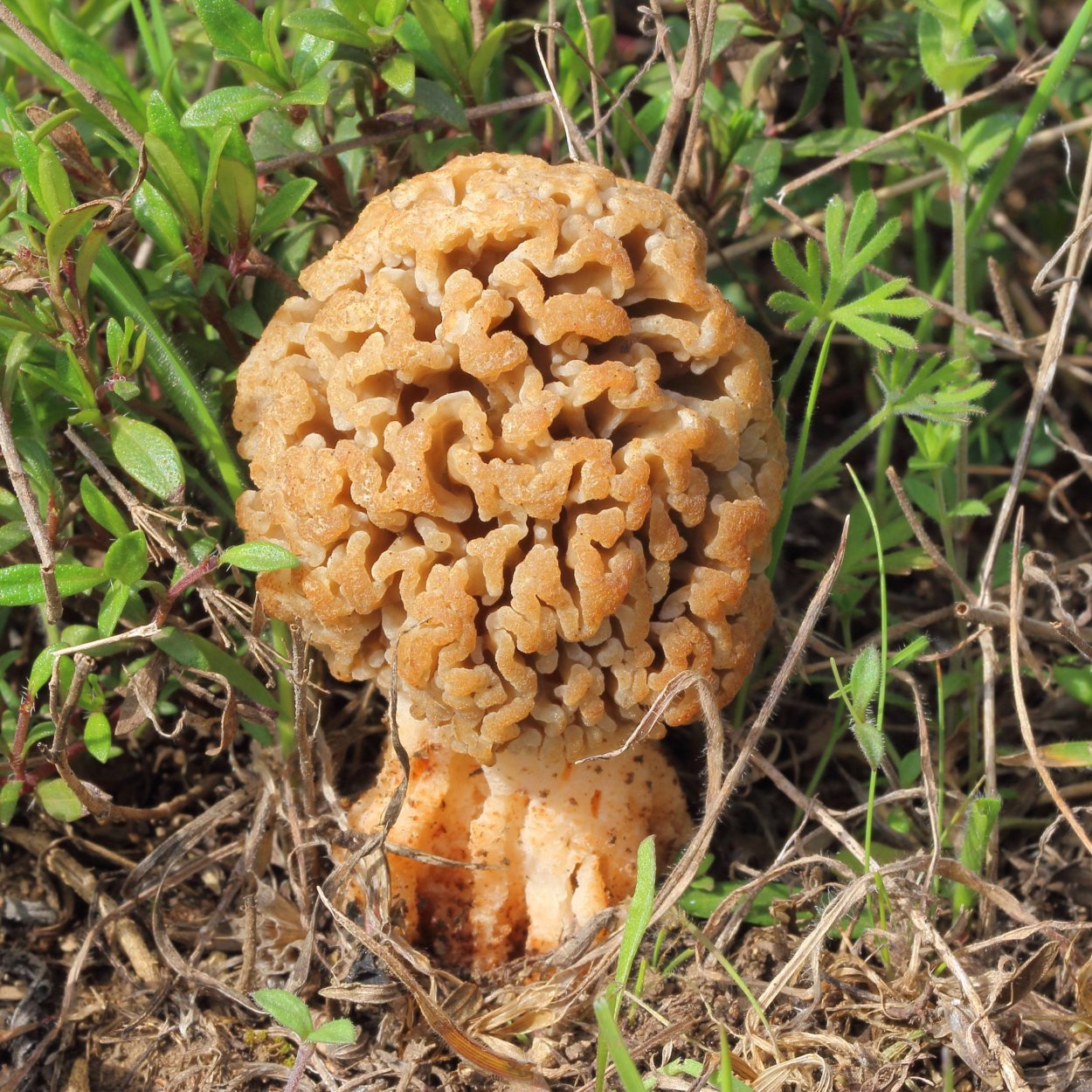 Степной сморчок Morchella steppicola
