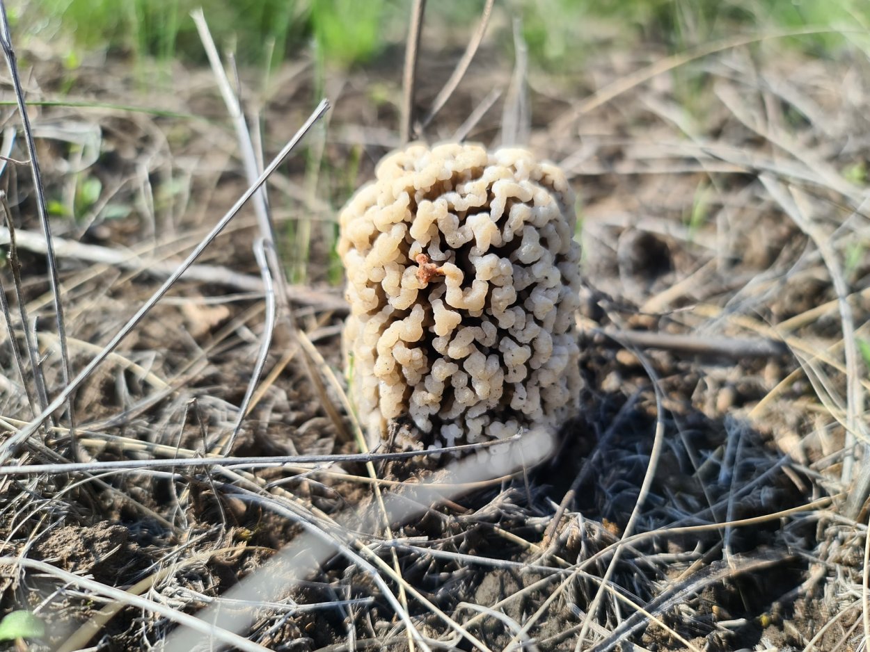 Дождевик Lycoperdon pyriforme