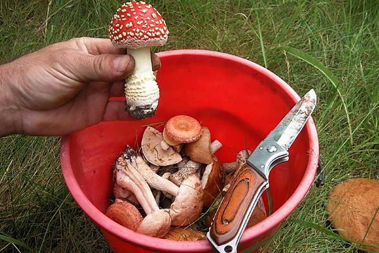 Гарашки грибы