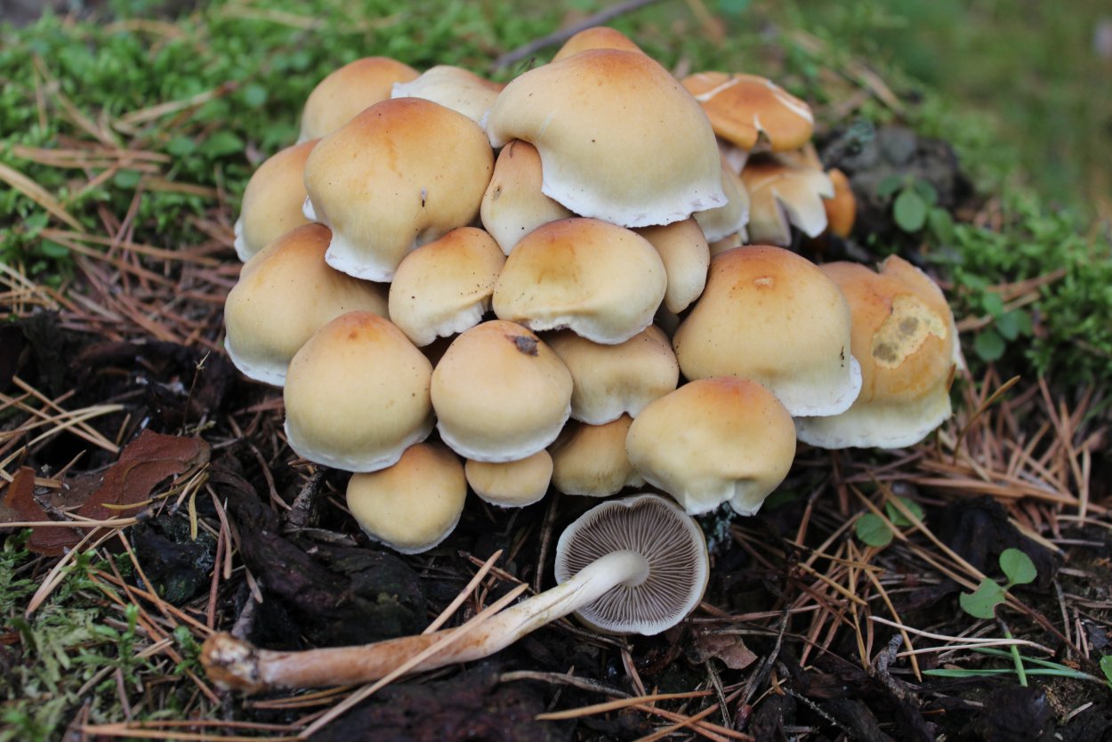 Опенок кирпично-красный Hypholoma lateritium