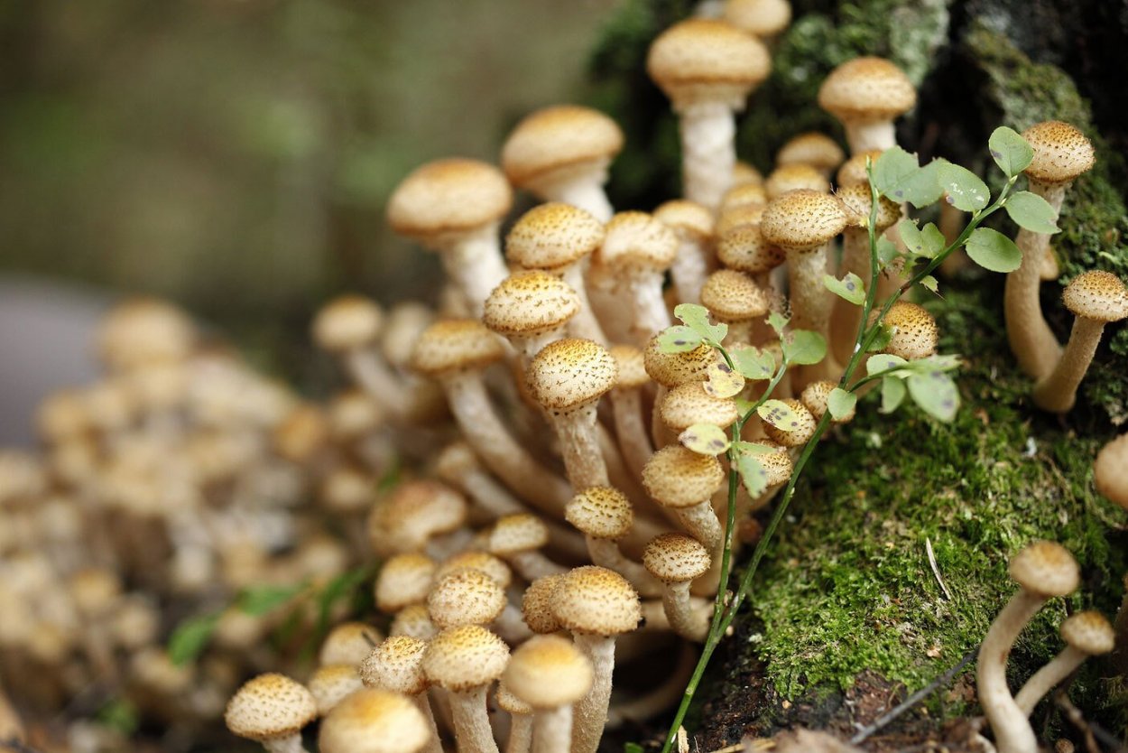 Hypholoma fasciculare