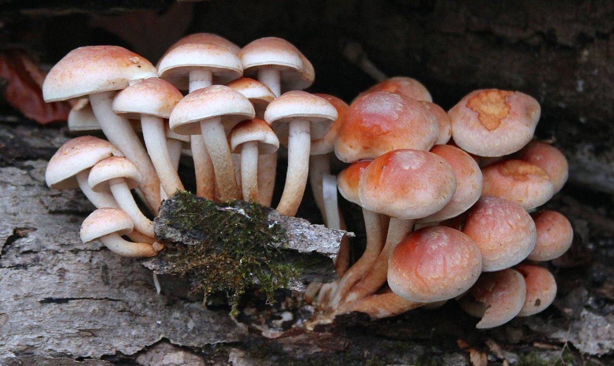 Опёнок кирпично-красный Hypholoma sublateritium