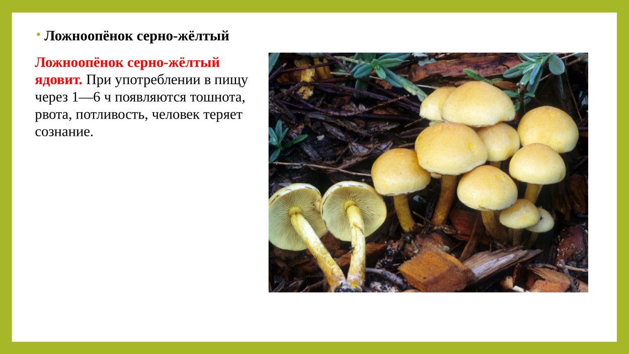 Ложный опенок серопластинчатый