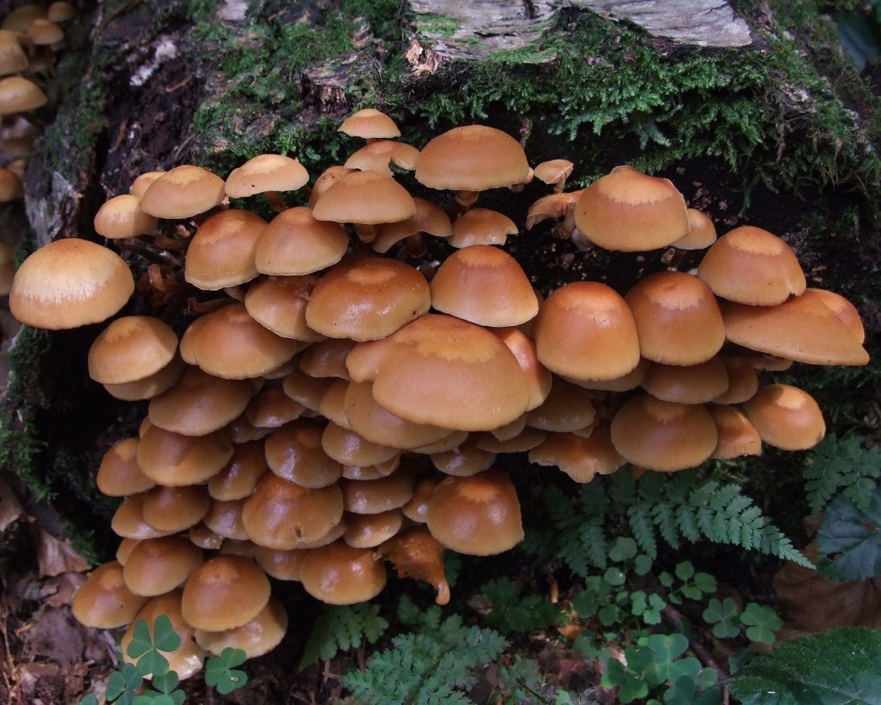 Hypholoma Ложноопенок