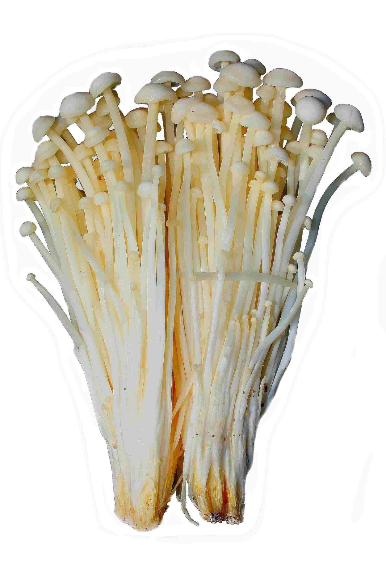 Эноки машрумс