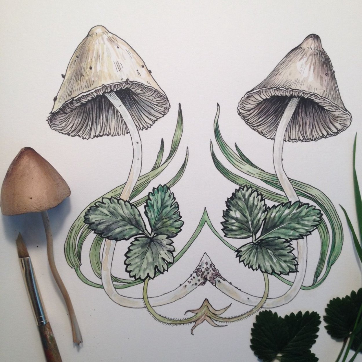 Гриб навозник зонтик