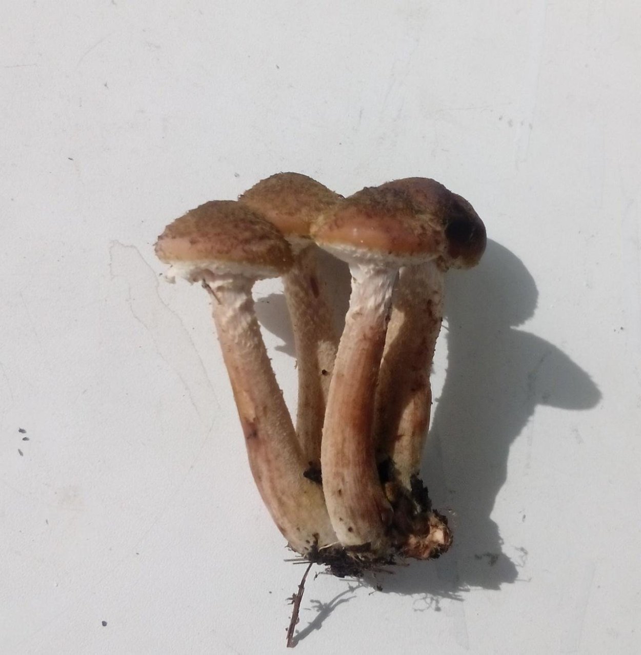 Опенок темный Armillaria ostoyae