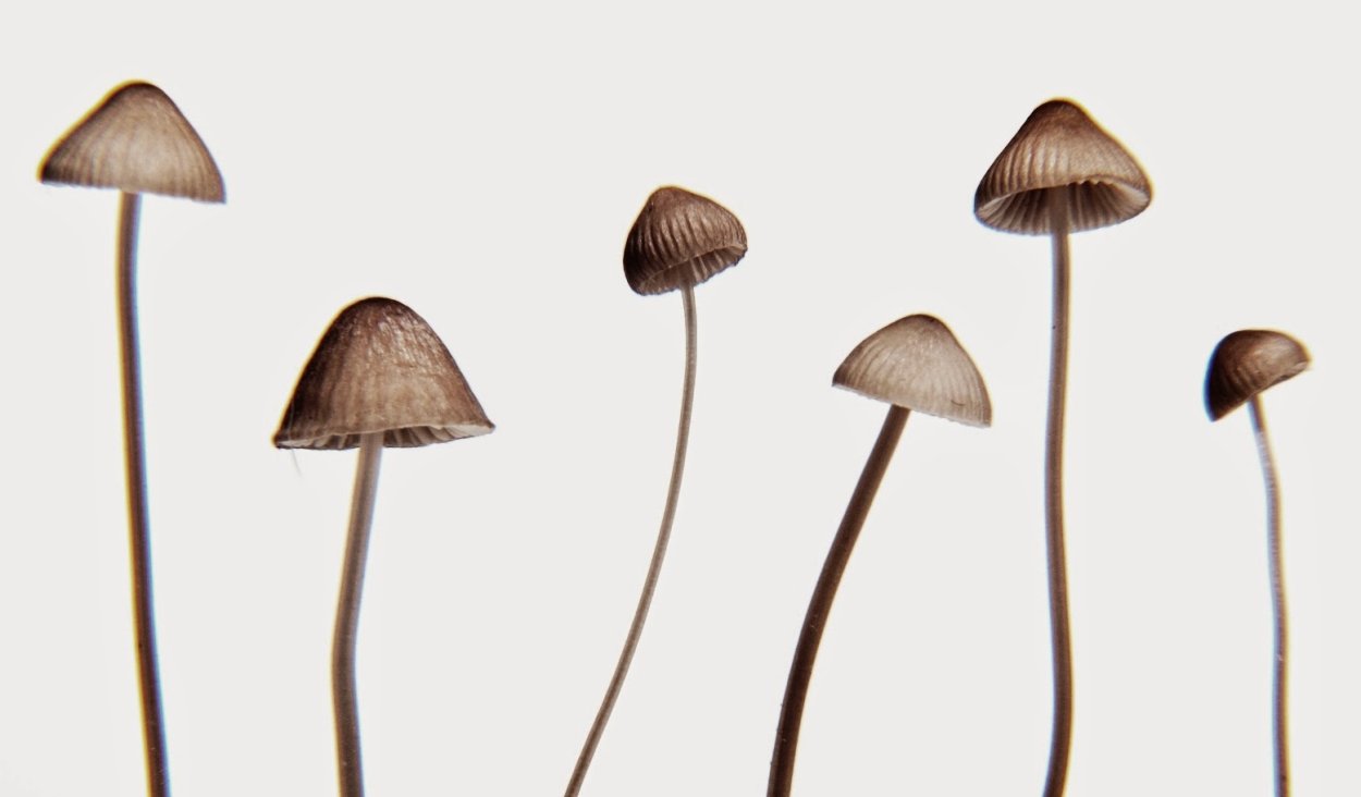 Грибы псилоцибин cartoon