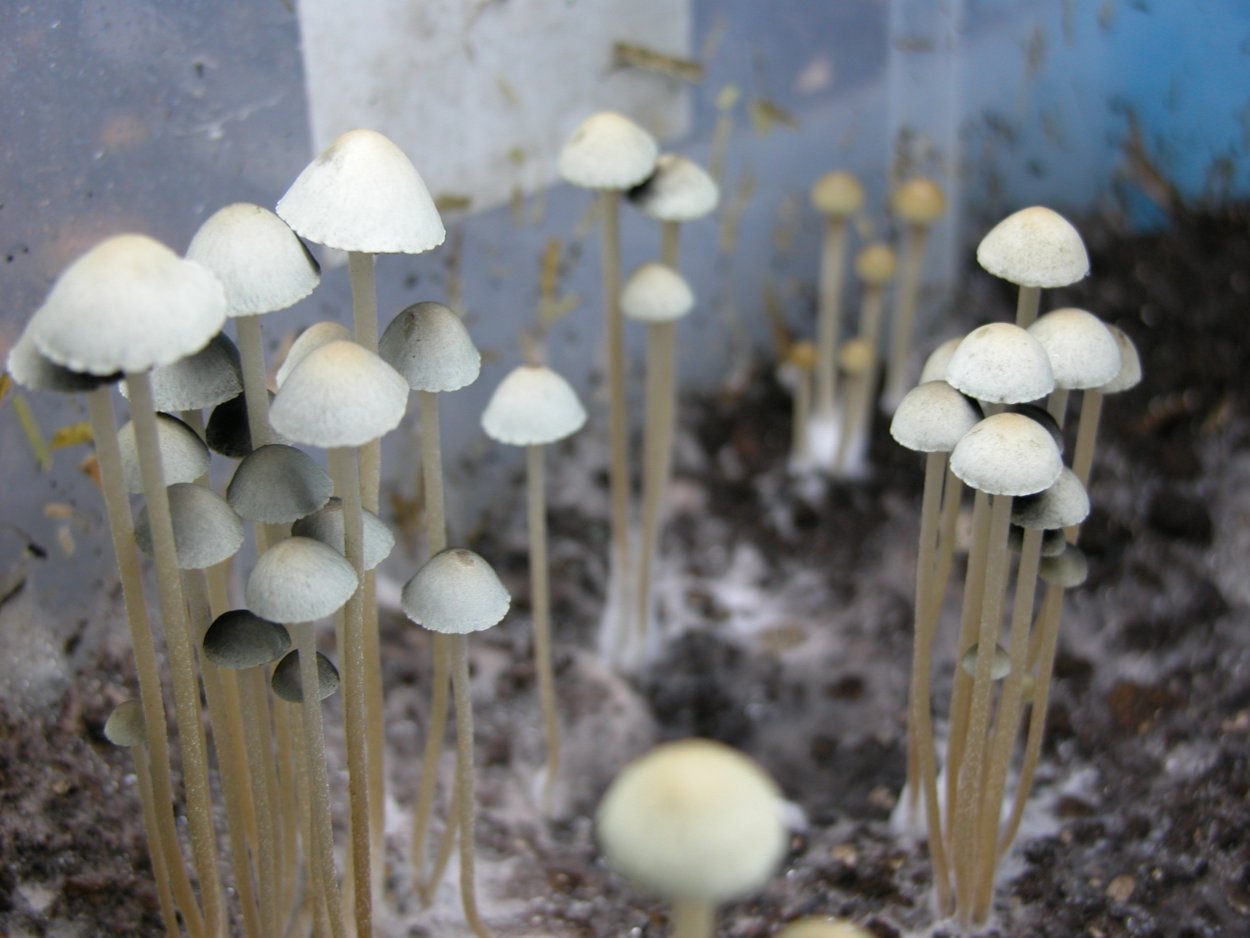 Несъедобные грибы на деревьях