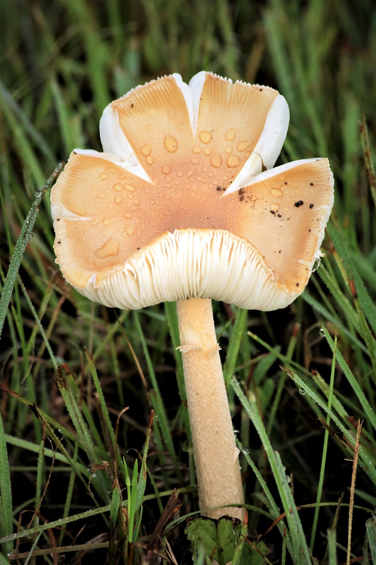 Грибы на тонкой ножке