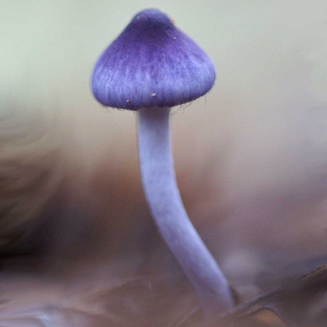 Волоконница Земляная (Inocybe geophylla var. Lilacina)