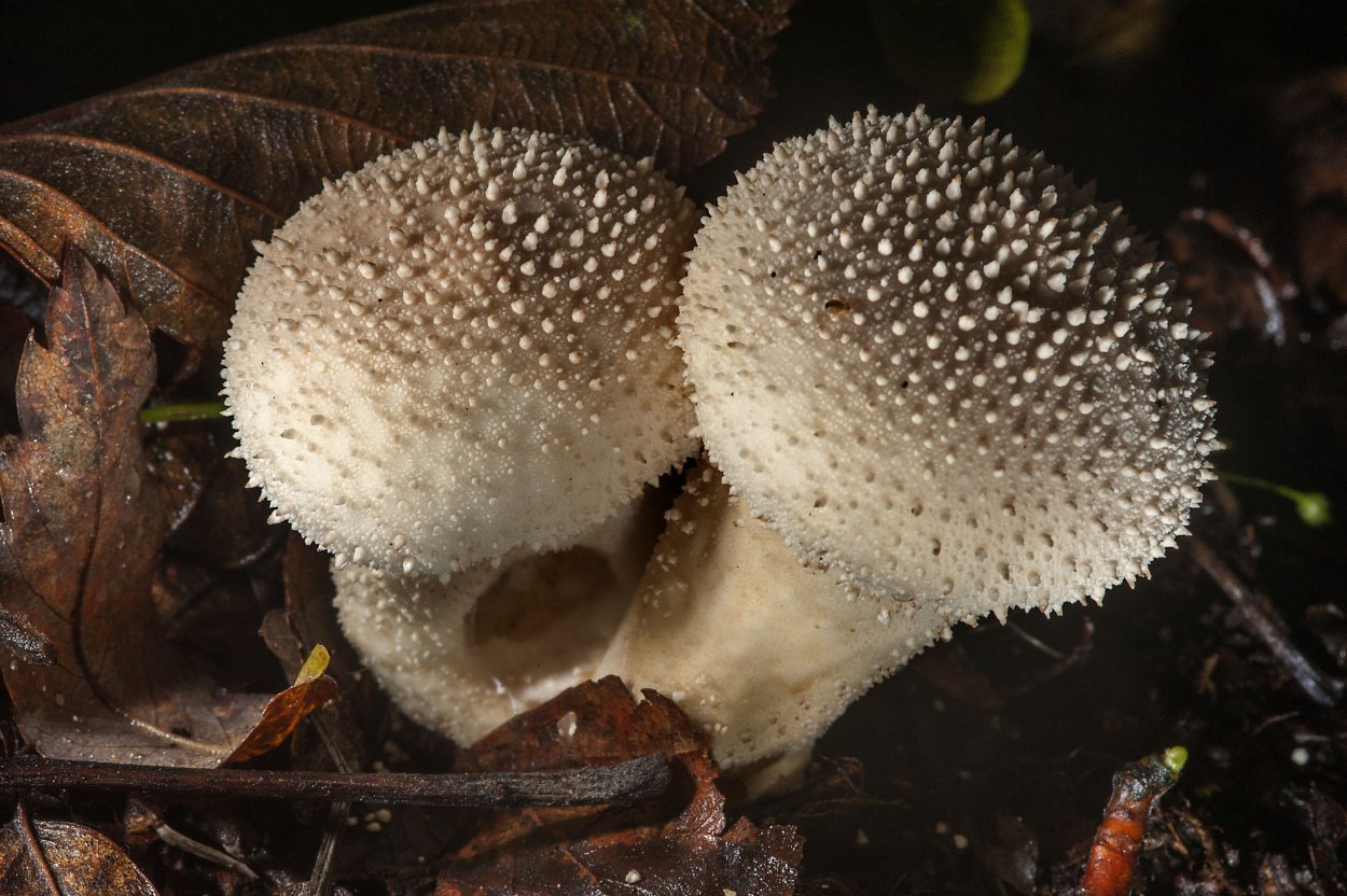 Дождевик шиповатый Lycoperdon perlatum