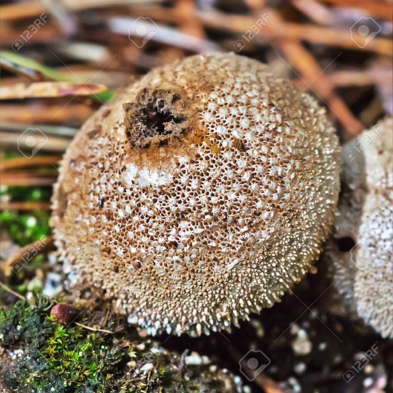 Дождевик шиповатый Lycoperdon perlatum