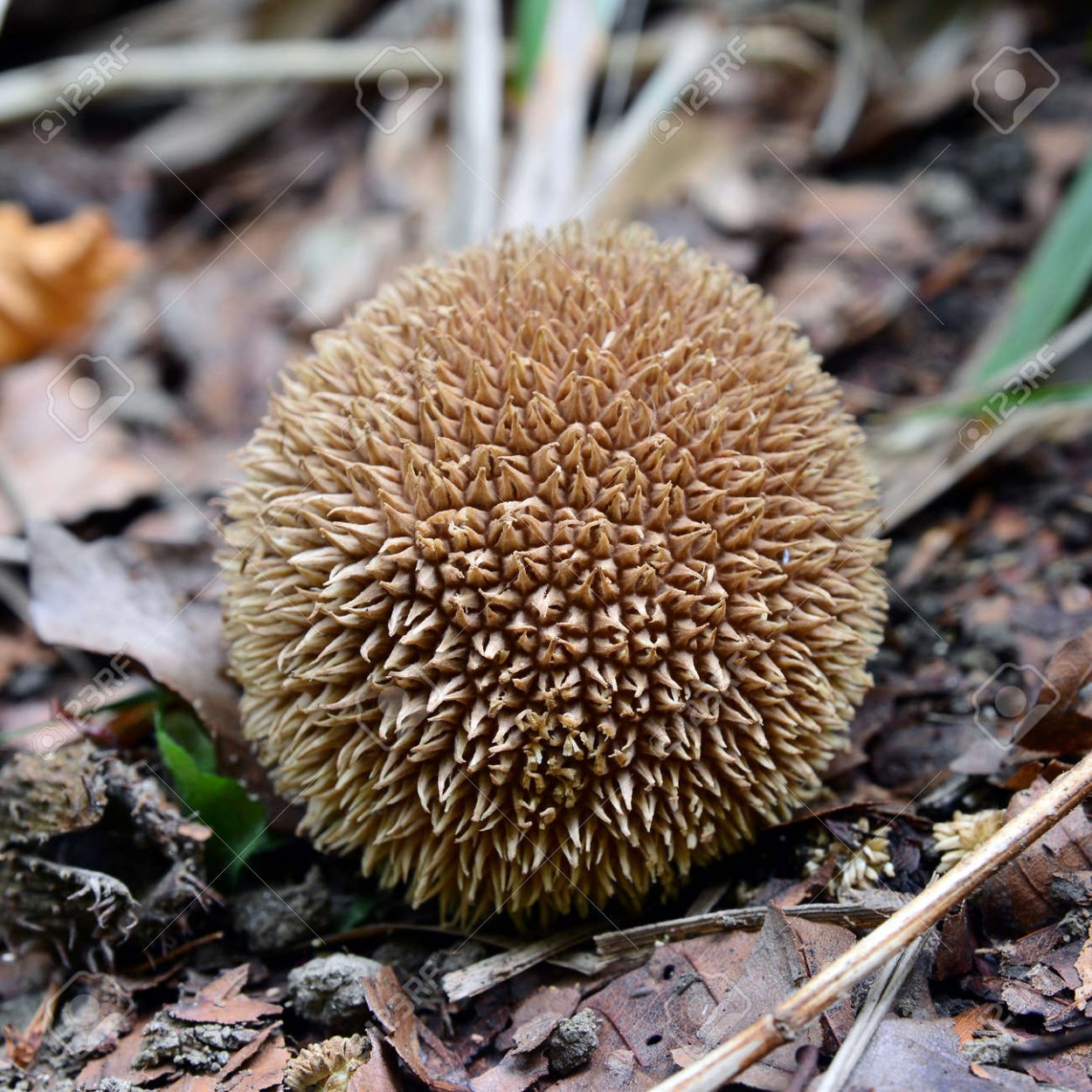 Lycoperdon perlatum
