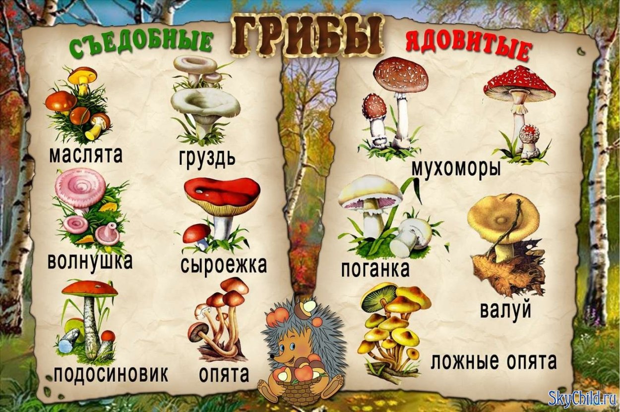 Гриб решеточник красный