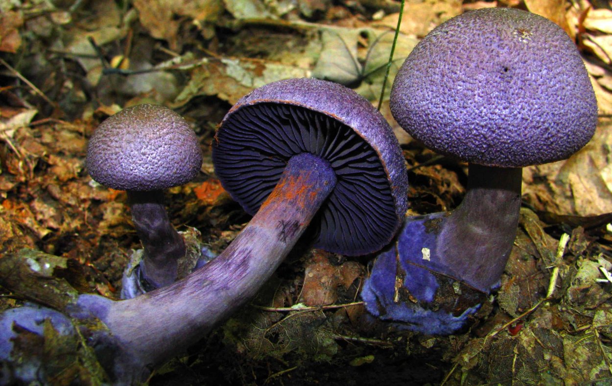 Ежовик пестрый Sarcodon imbricatus