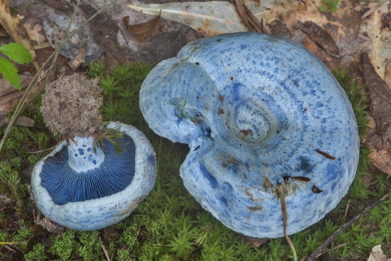 Млечник голубой (Lactarius Indigo)