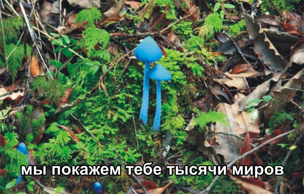 Гриб Энтолома зеленый