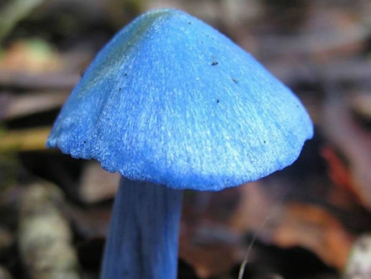 Голубой гриб Entoloma hochstetteri