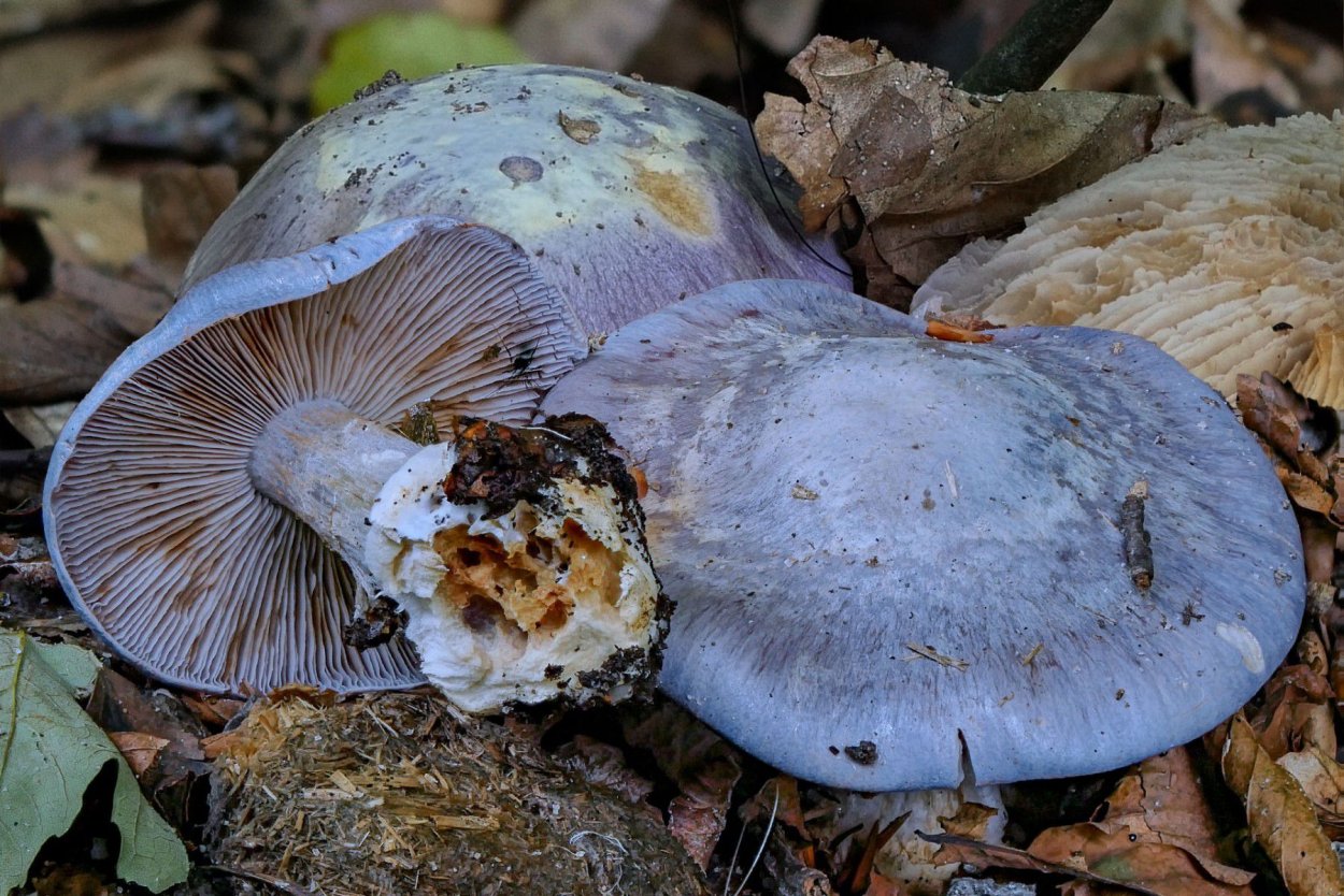 Паутинник СИЗО-голубой (Cortinarius caerulescens)