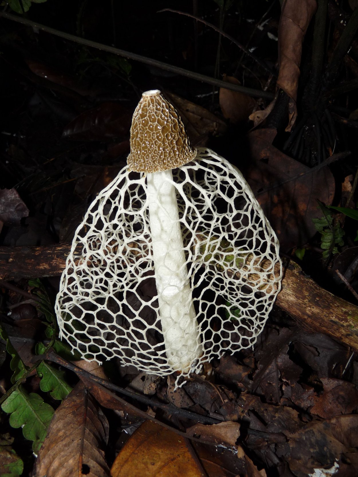 Бамбуковый гриб (phallus indusiatus).