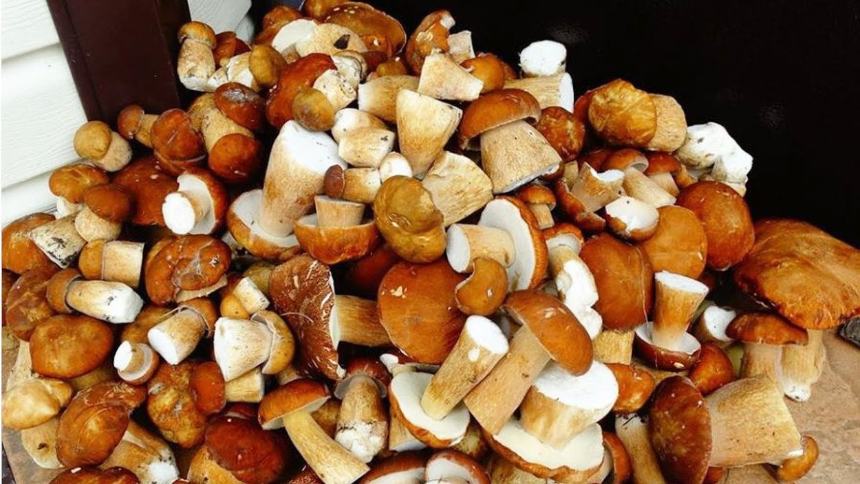 Домашние белые грибы