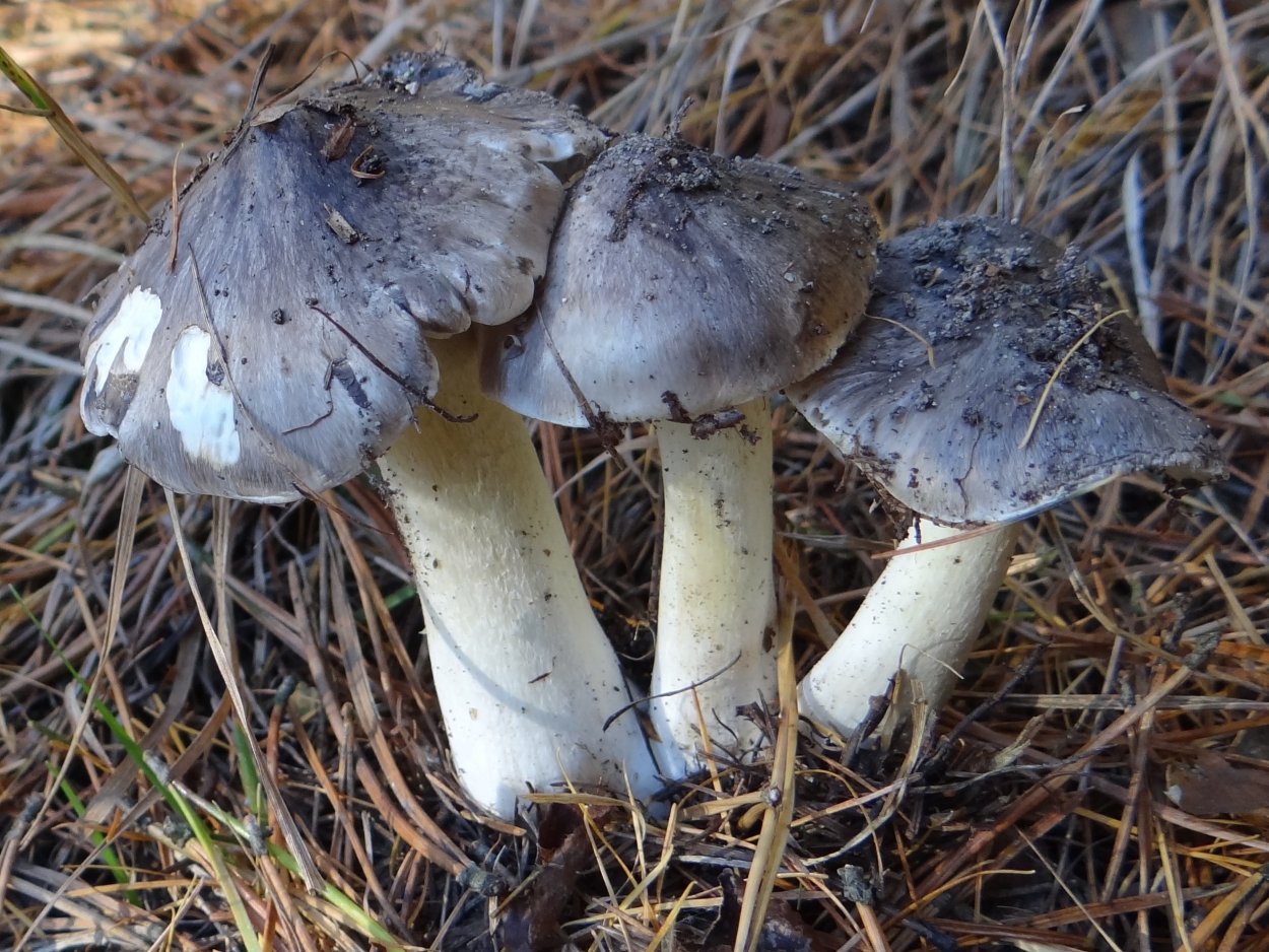 Psilocybin Magic Mushroom