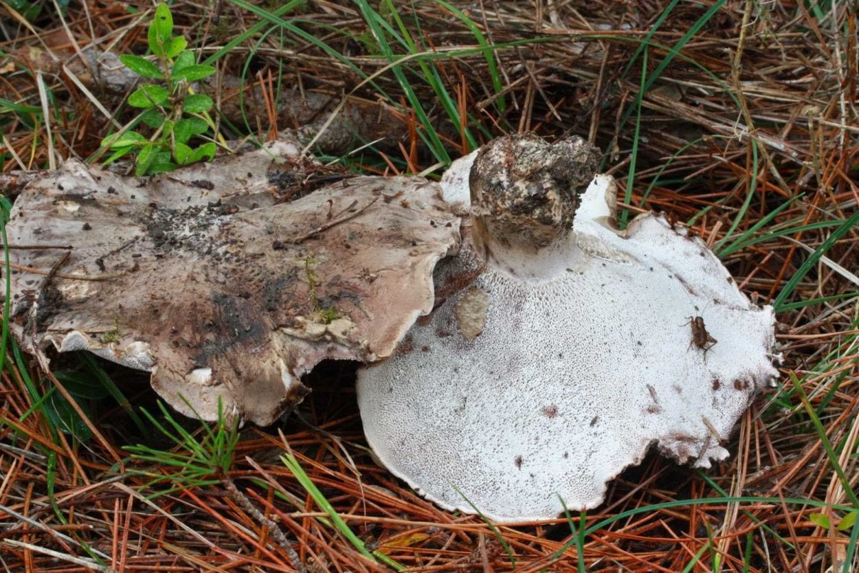 Boletopsis leucomelaena