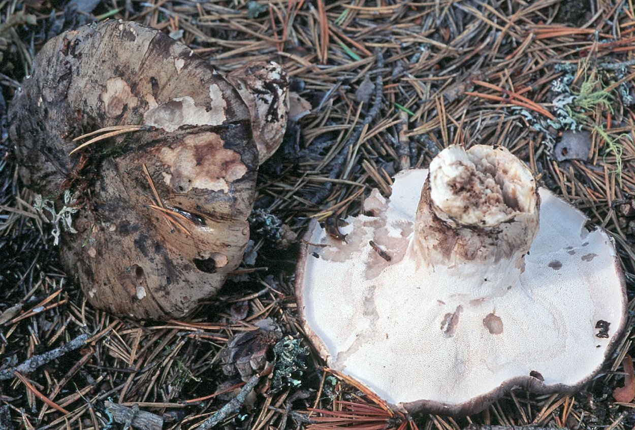 Phellinidium sulphurascens