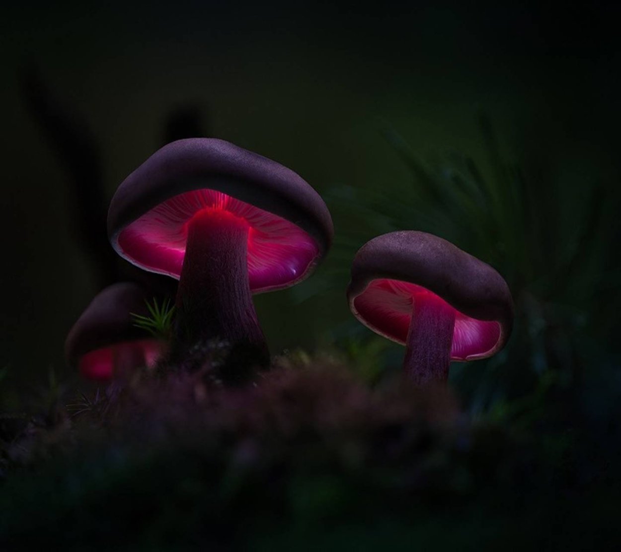Поплавок белый Amanita Alba