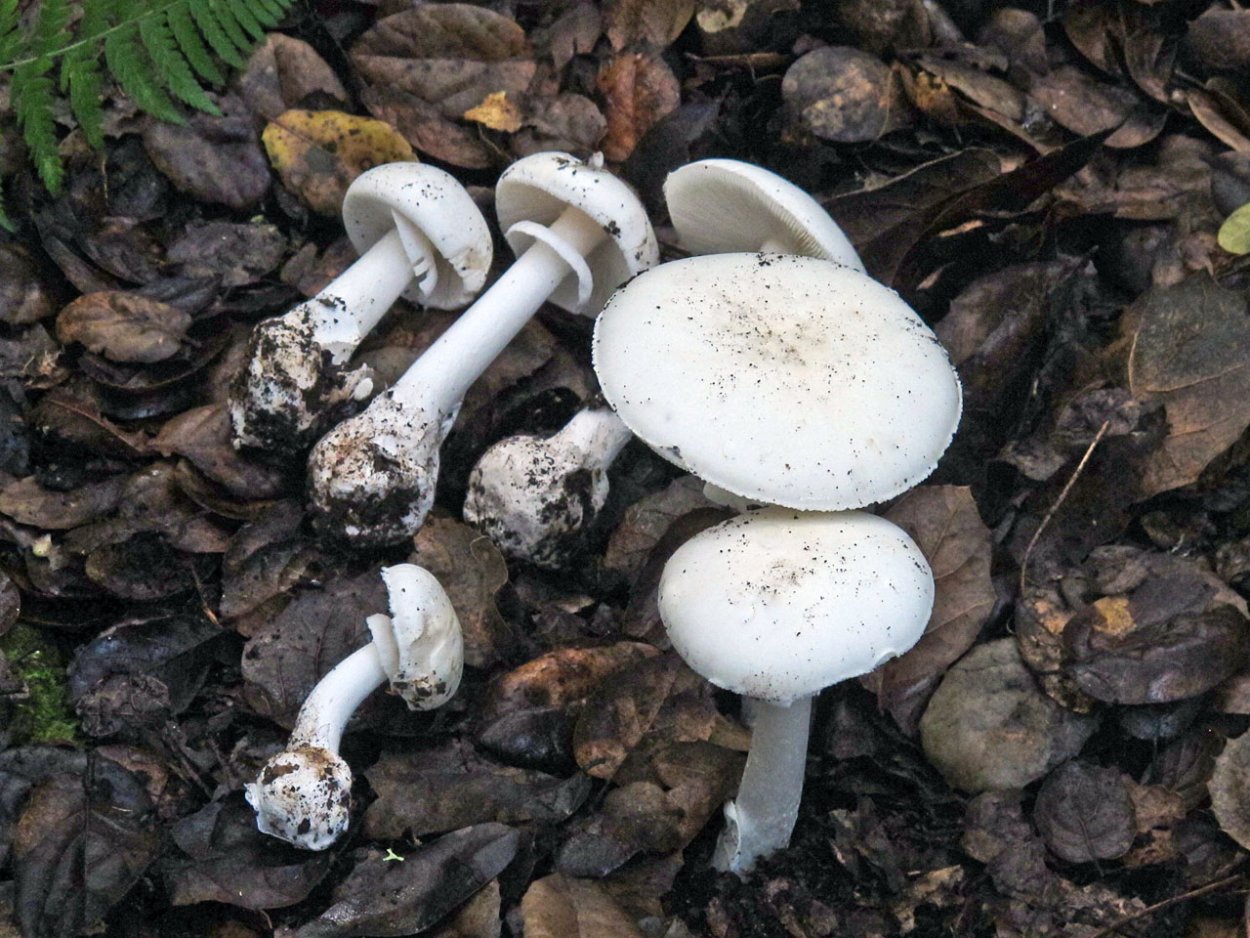Навозник серый Coprinus atramentarius
