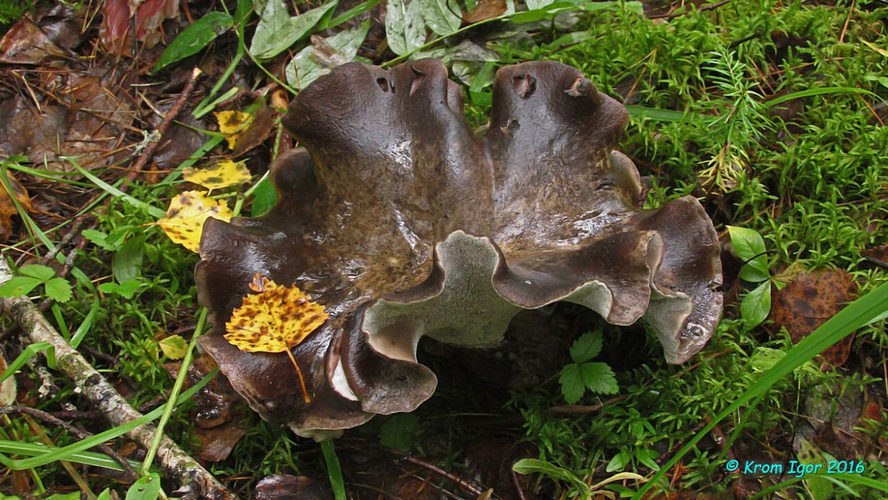 Болетопсис бело-черный Boletopsis leucomelaena