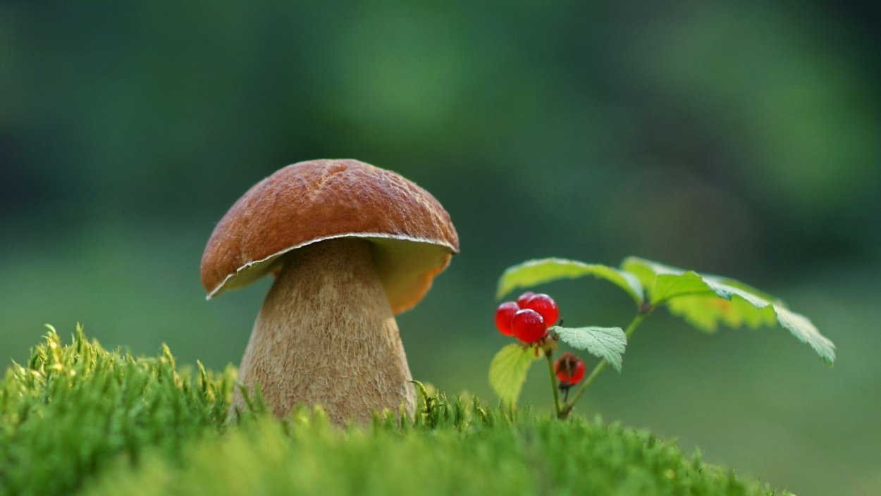 Красивые грибочки