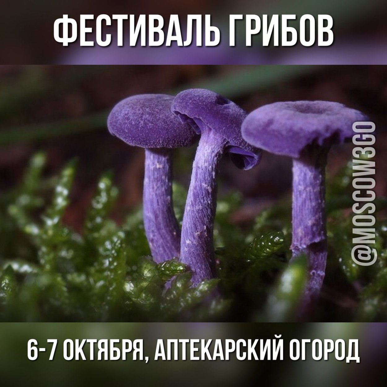 Лаковица Аметистовая / Amethyst Deceiver