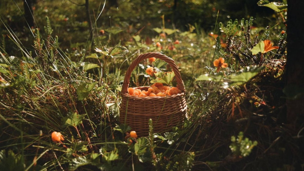 Aesthetic пикник Cottage