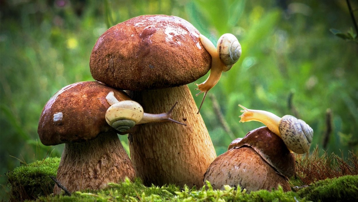 Мухомор красный (Amanita muscaria)