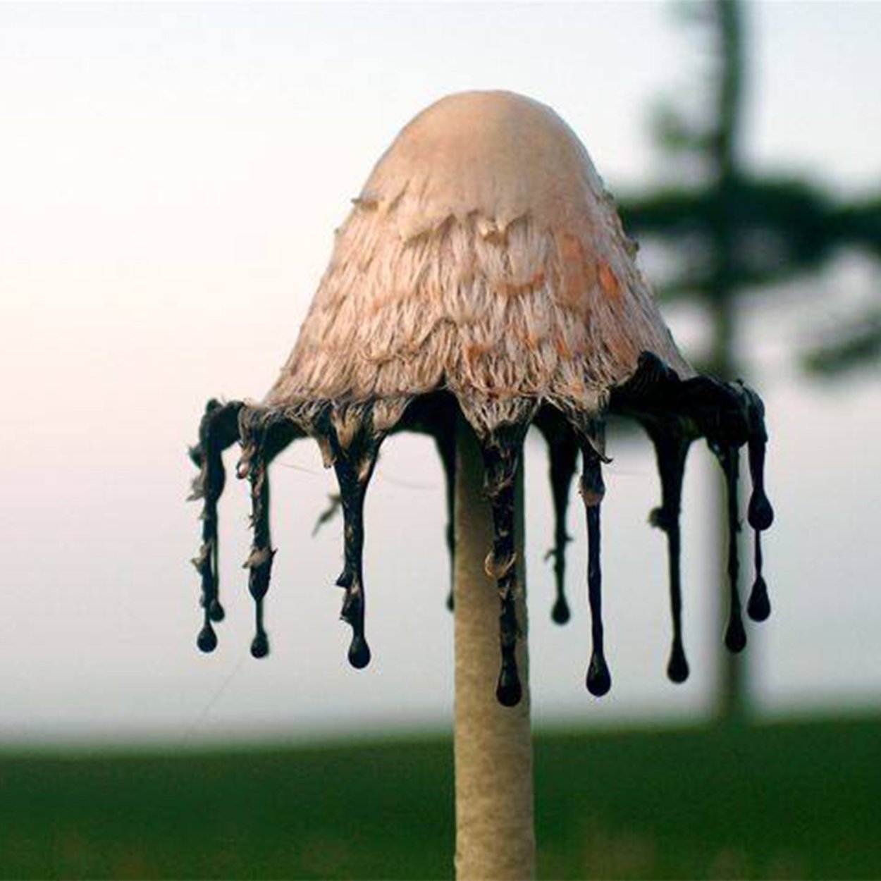 Навозник белый (лат. Coprinus comatus)