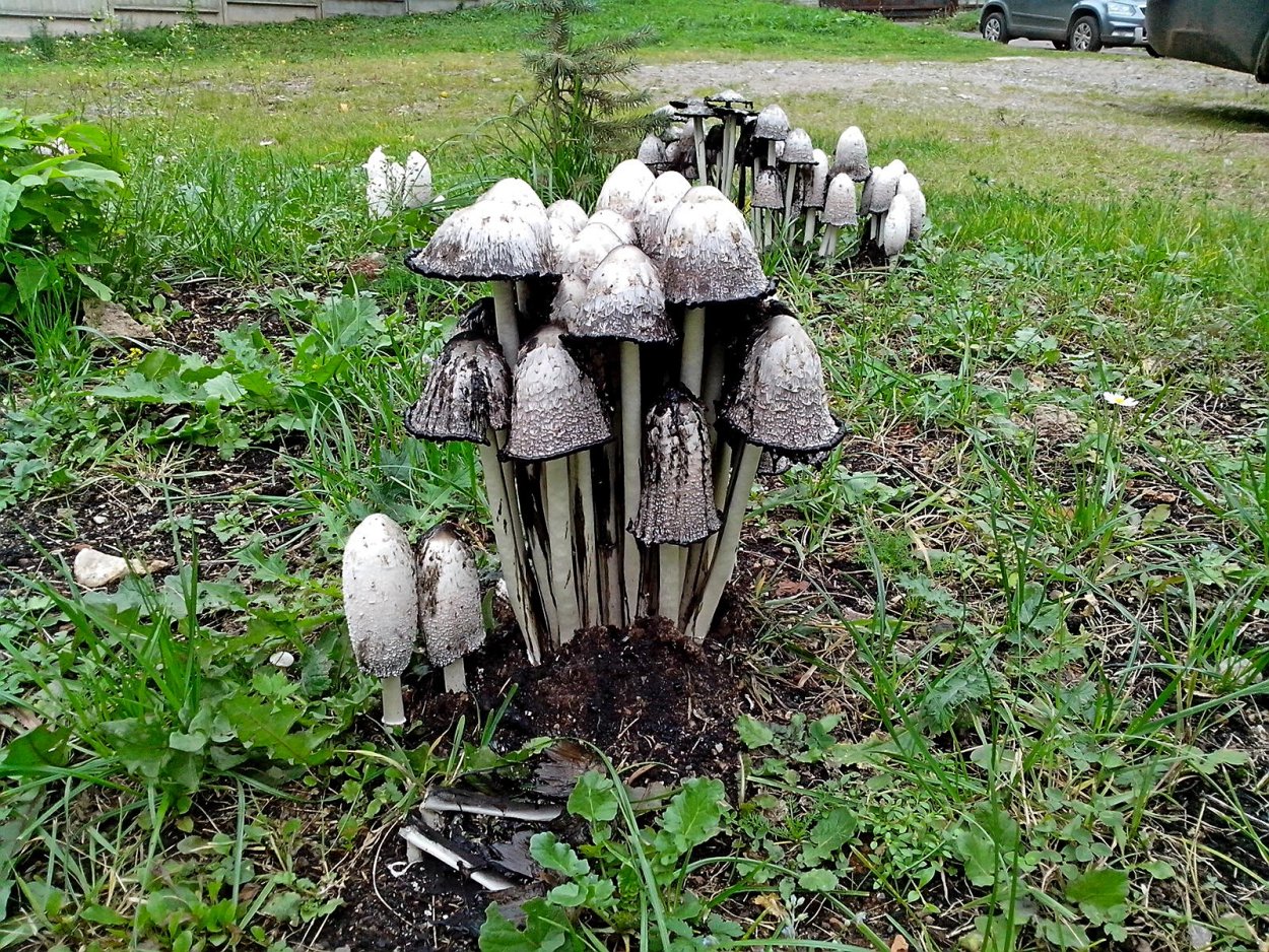 Coprinus Niveus