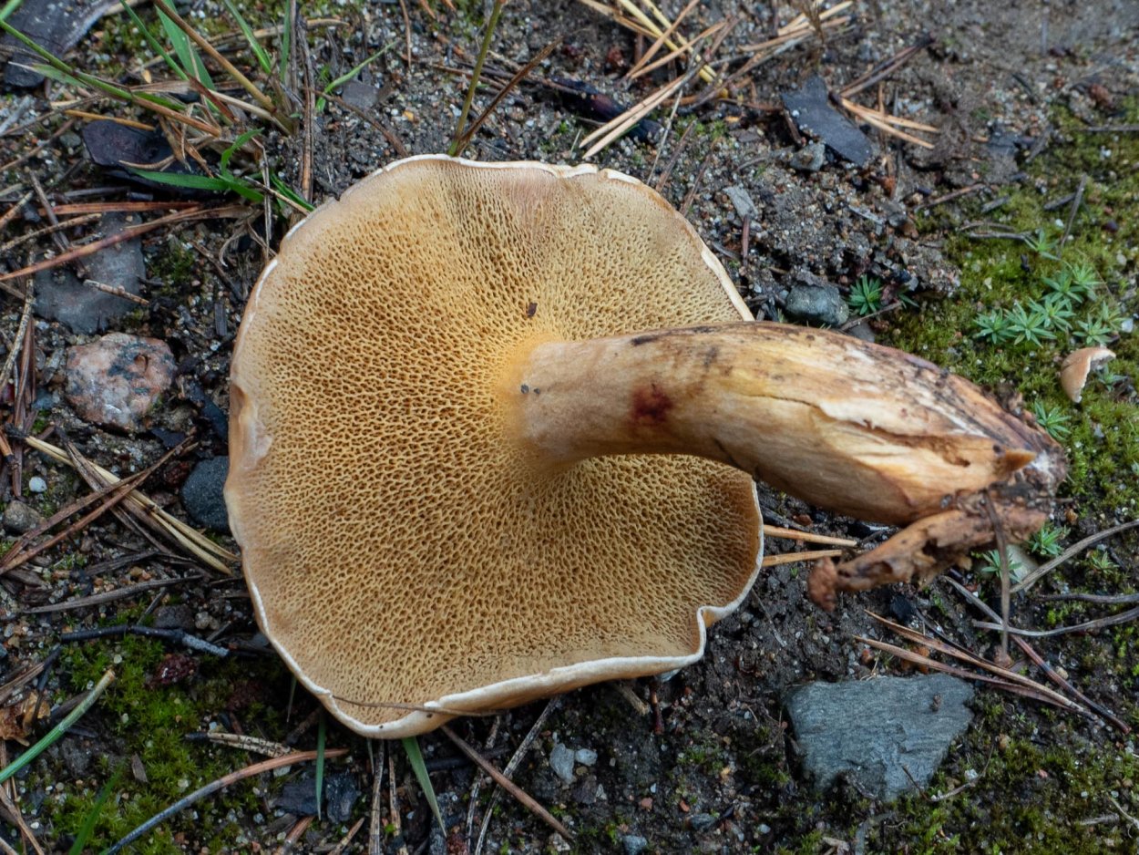 Козляк (Suillus bovinus)