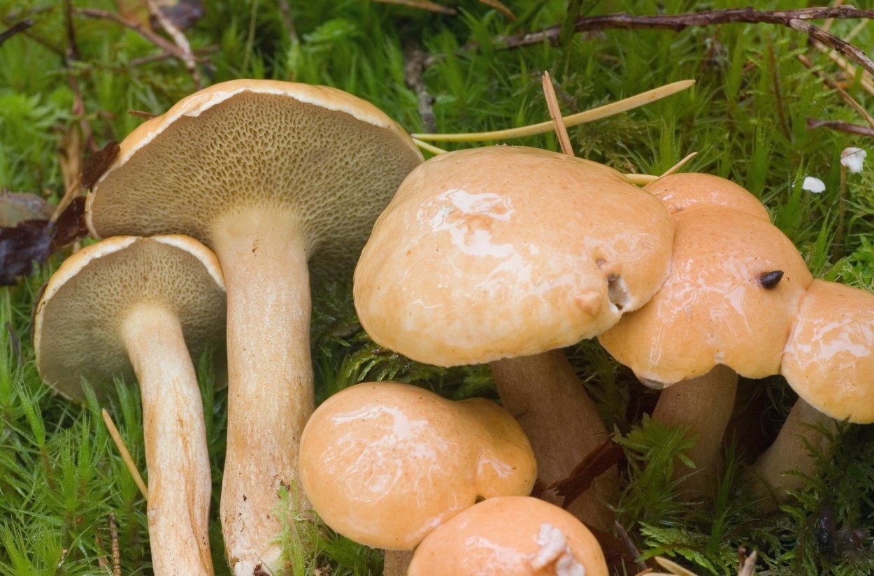 Козляк (Suillus bovinus)