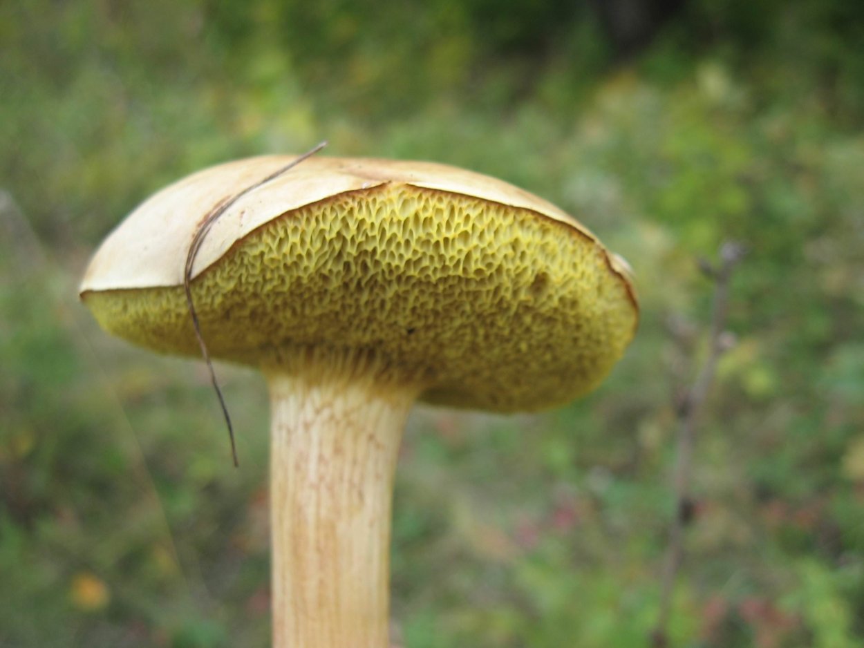 Tricholoma olivaceotinctum