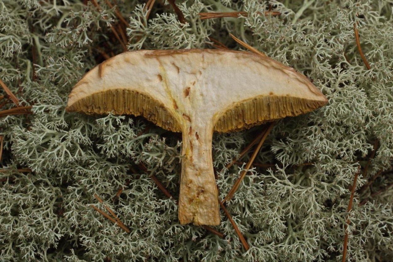 Козляк (Suillus bovinus)