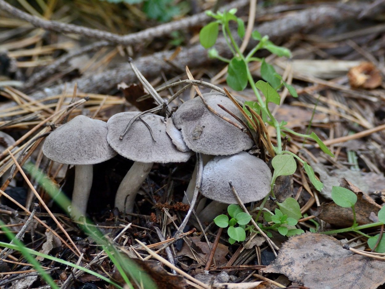 Рядовка серая Tricholoma portentosum.