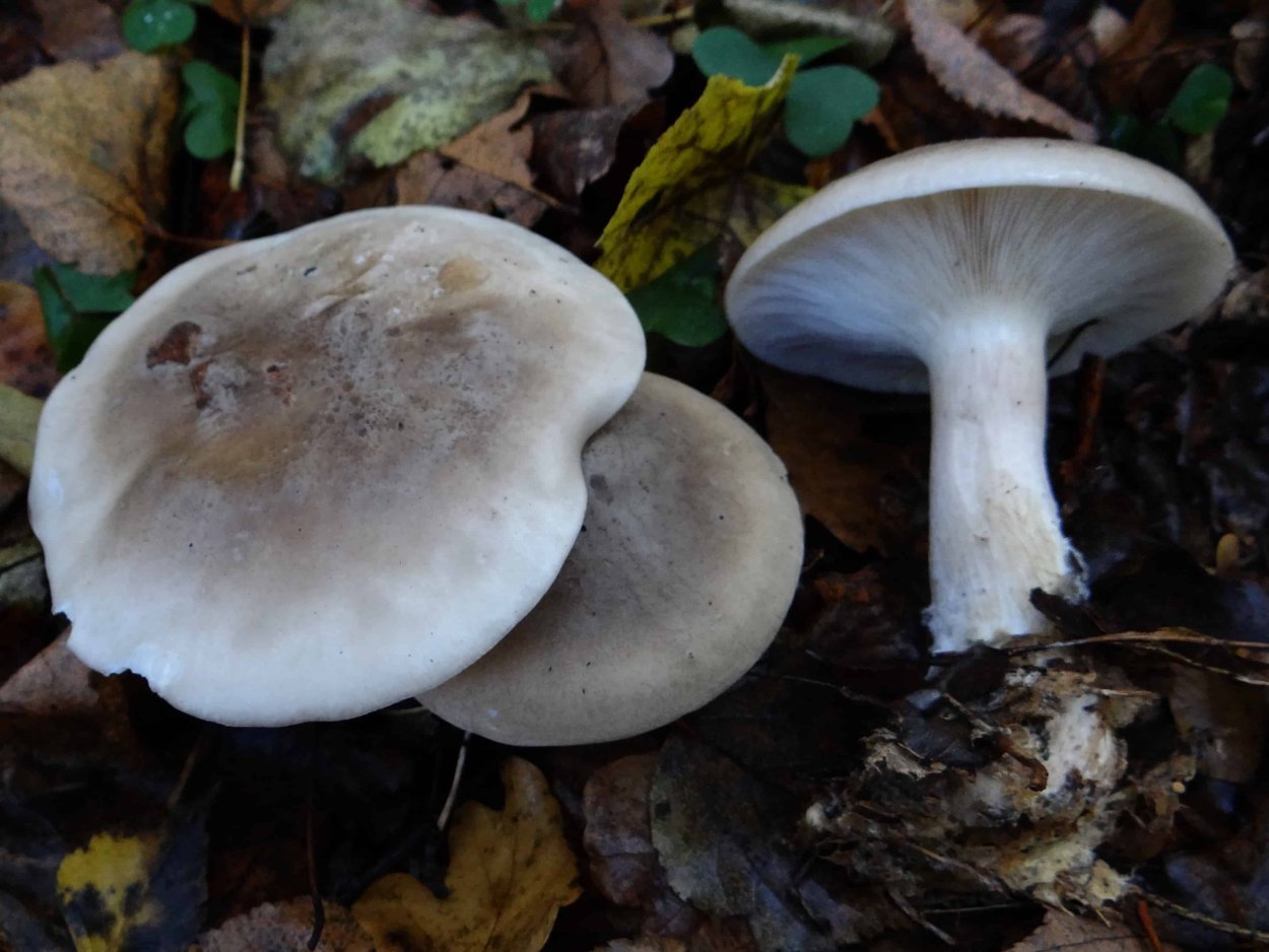 Рядовку землисто-серую (Tricholoma terreum)