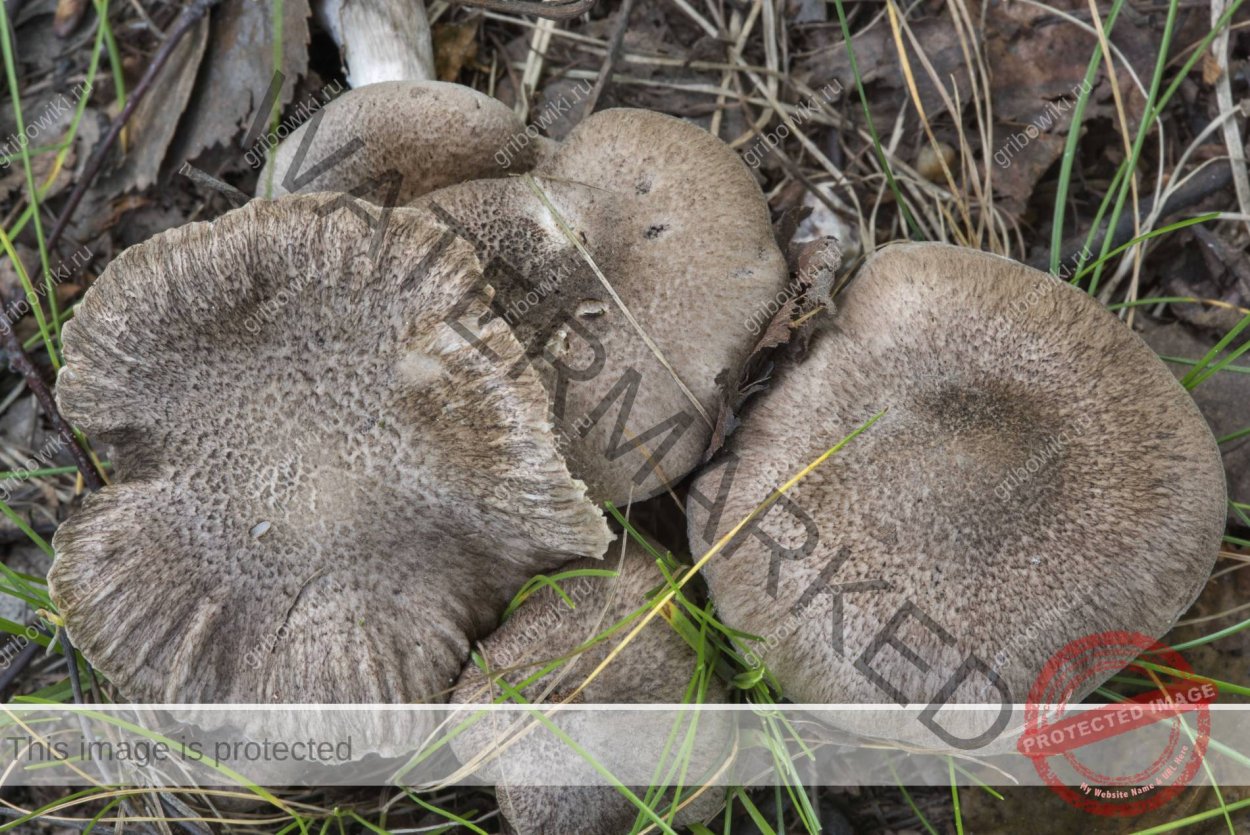 Грибы много