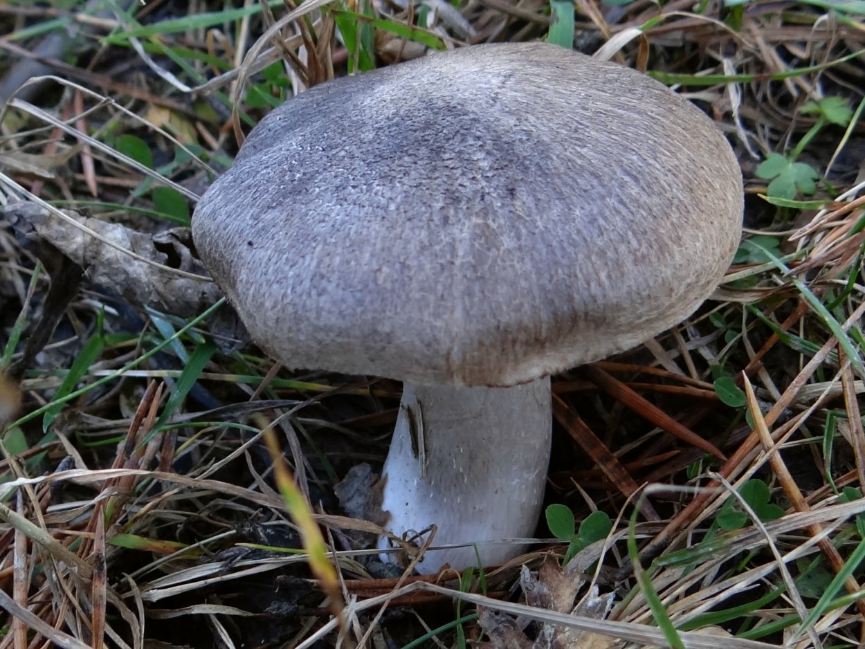 Рядовка опоясанная Tricholoma cingulatum