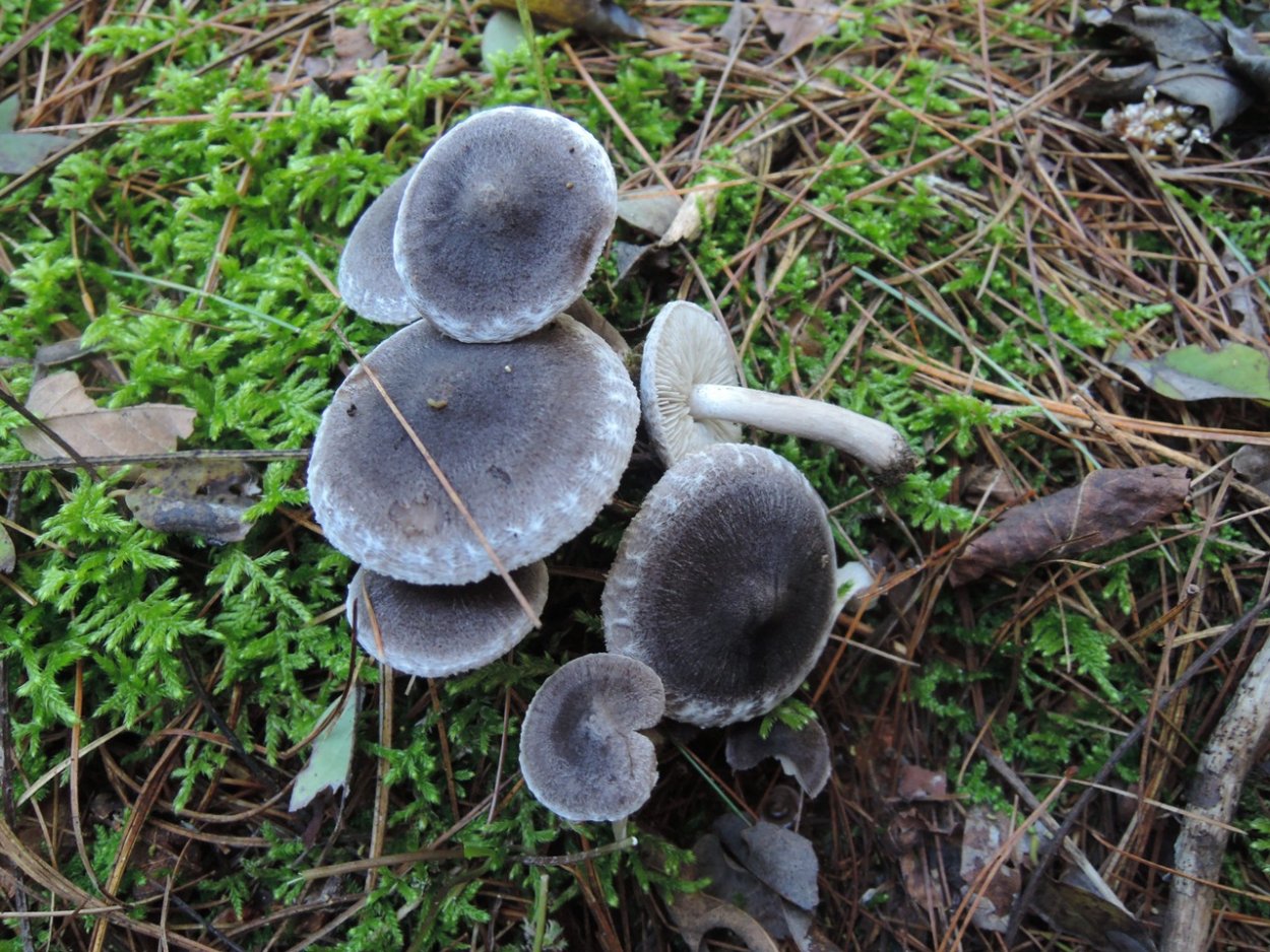 Рядовки серушки